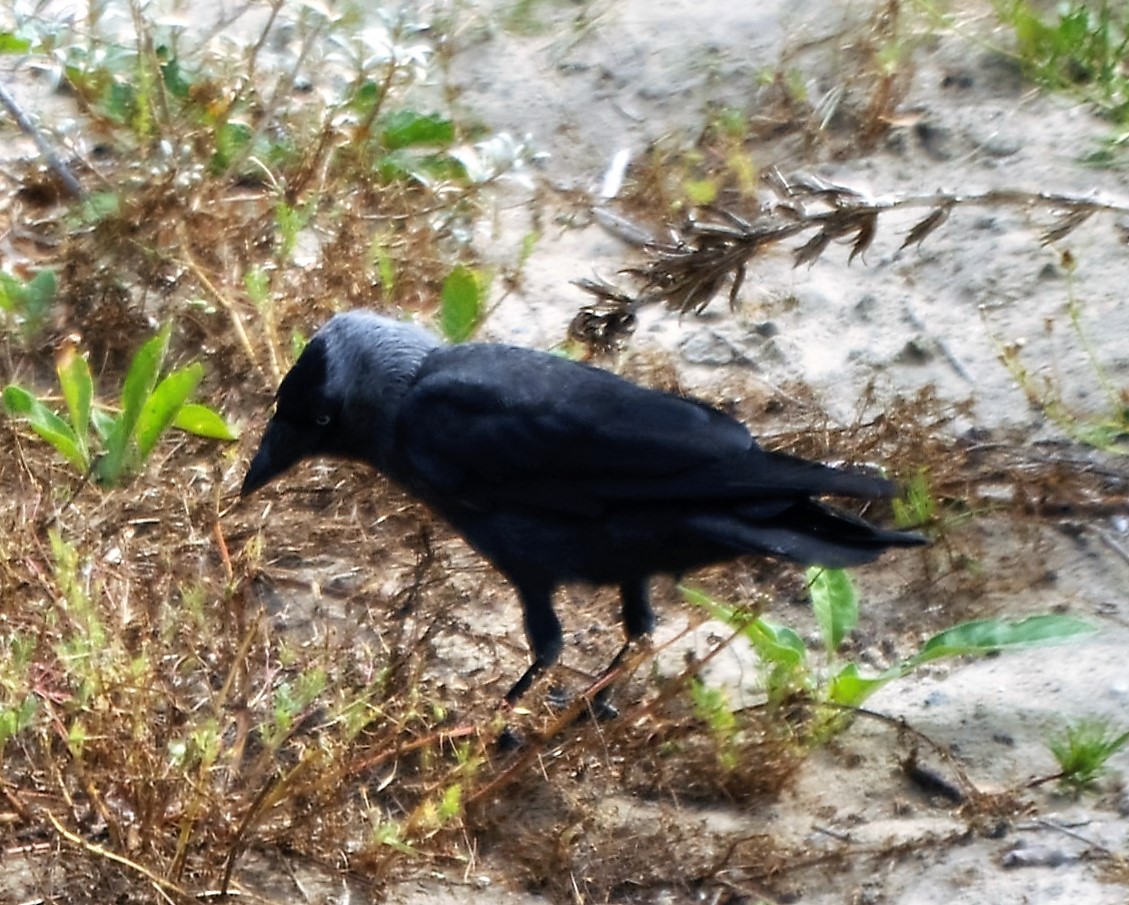 64. KAUW (Corvus monedula)