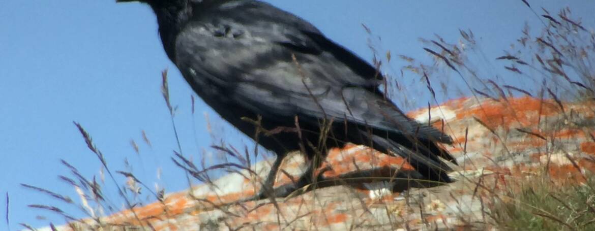 66. RAAF (Corvus corax)