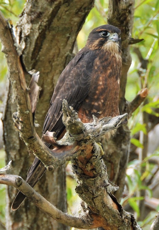 260. NIEUW-ZEELANDSE VALK (Falco novaeseelandiae)